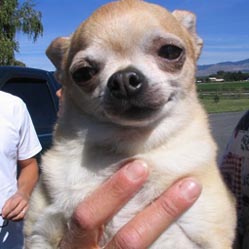 Milo, our Chihuaha